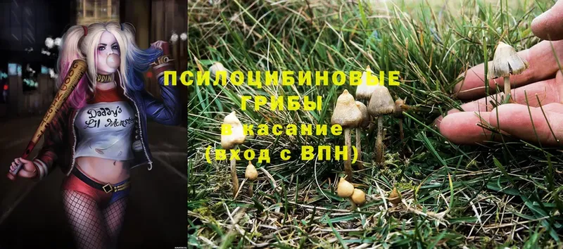 Псилоцибиновые грибы Psilocybine cubensis  купить наркоту  OMG ссылка  Бутурлиновка 